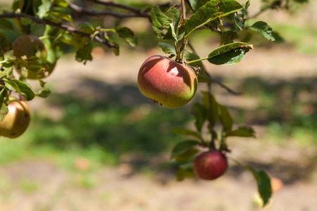 Apples on the Branch