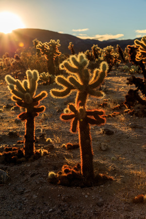 Cactus in Joshua Park at sunsetの写真素材
