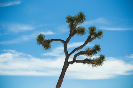 Joshua Tree with clear blue skyの写真素材