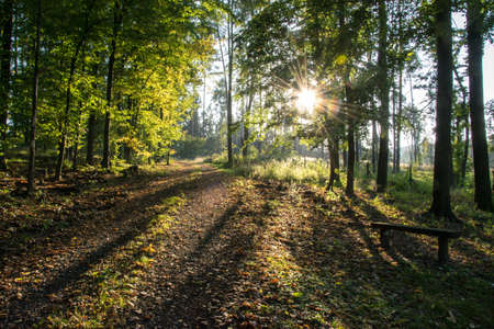 Autumn deciduous forest illuminated by the setting sun. A path for hikers covered with fallen...