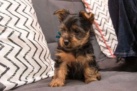 An Australian Silky Terrier puppy sitting on a gray sofa with a white pillow.