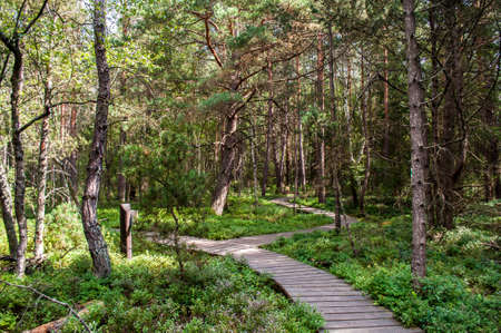 Wooden walkway through water and swamps in South Bohemia in the Borkovice area
