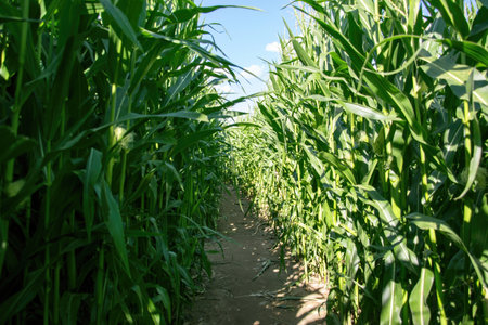 A field of corn illuminated by the sun. Green plant leaves and blue sky.の写真素材