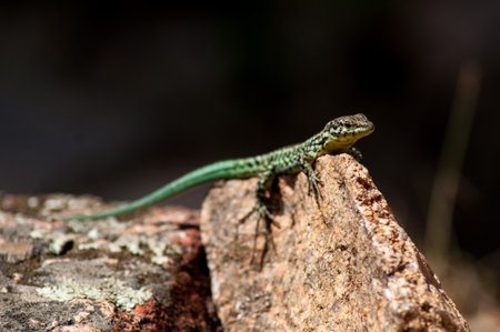 A lizard in the forest in the wild is basking in the sun on a stone.の写真素材