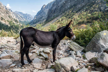 A dark brown donkey in the Gorges de la Restonica on the island of Corsicaの写真素材