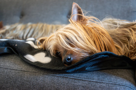 The Australian Silky Terrier lies on a gray chair and rests. Detail on the head of the dog.の写真素材
