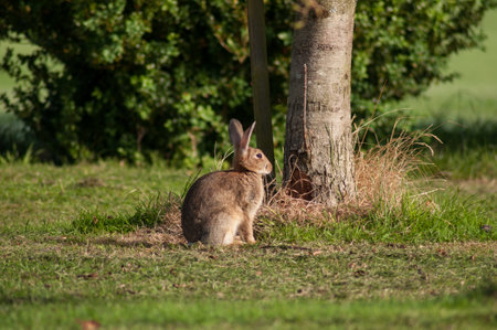 Rabbit on the grass with trees in the background, UK.