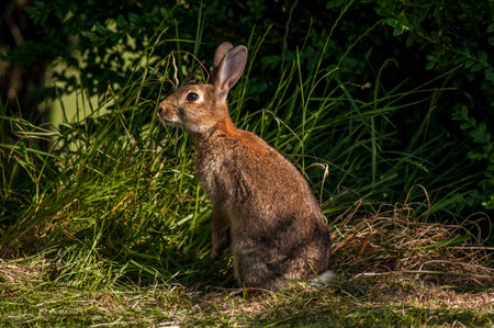 Rabbit in the meadow on a sunny day in summer.