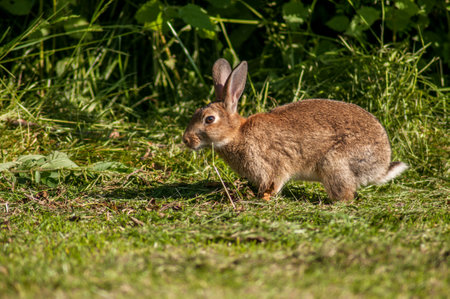 Rabbit on the grass in the garden. Animal on the grass.