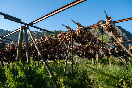 A wooden structure for hanging dried cod on the coast of Lofoten, Norway