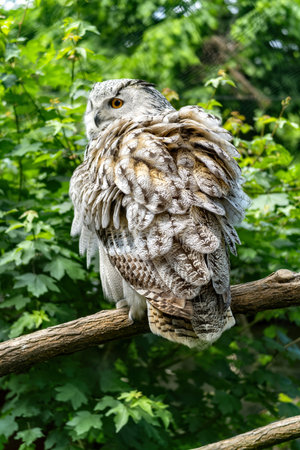 A West Siberian Great Horned Owl sits on a branch in the forest. A large white owl in nature.の写真素材