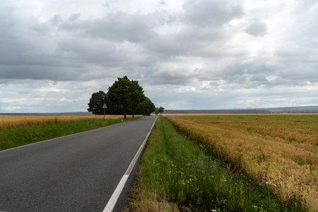 Country road leading between fields with green trees, probably during harvest seasonの写真素材