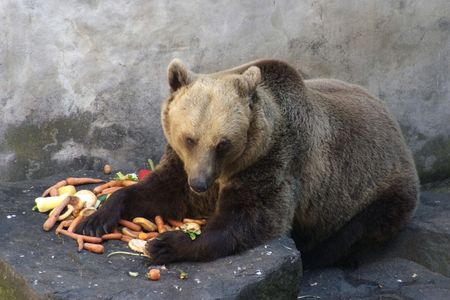 The Castle Bear guarding his food at Cesky Krumlov at feeding time. の写真素材