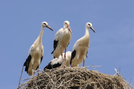 storks in flight, on the nest or approaching the nest