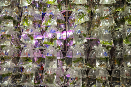 The famous goldfish market in Mong Kok, Kowloon, Hong Kongのeditorial素材
