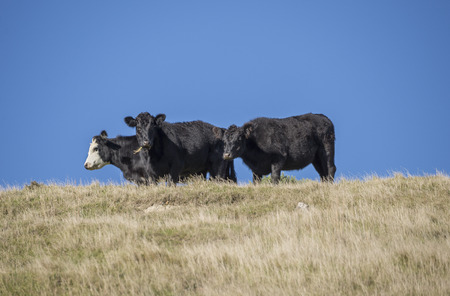 3 Young steers on the crst of a hill. two look curiously at the camera while one is grazing. One steer has a white face, and all with black hair. The grass they are on is dryish and yellowの写真素材