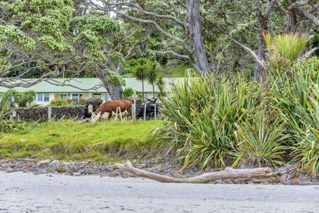 Whangapoua, Coromandel, New Zealand, December 15 2015. New Chums Beach and Whangapoua including the bush walk to the secluded beach. Three cows at the fence line with farmhouse behindのeditorial素材