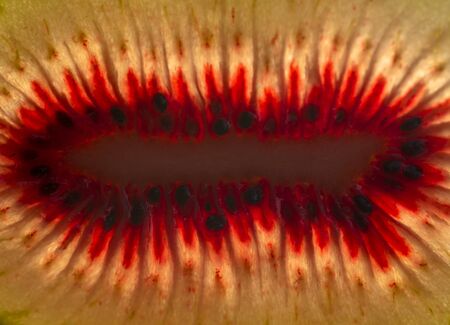 a slice of red kiwi fruit held up to the light . The light passes through being translucentの写真素材