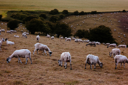 Sheep graze at dusk in South Downs, England.
