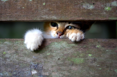 anxious kitten in wooden cageの写真素材