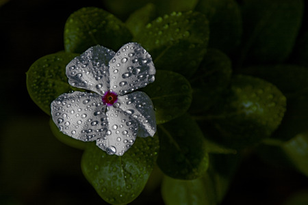 water droplets on a blooming flower.の写真素材