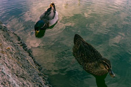 two ducks chilling.の写真素材
