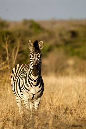 Lone Zebra on the African savanna looking alertの写真素材