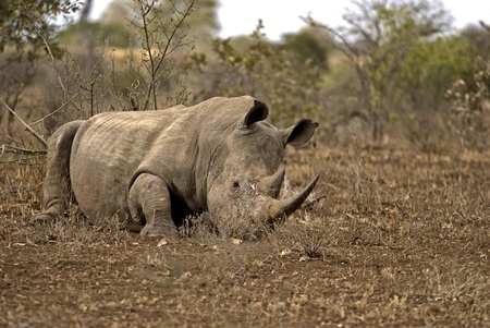 White Rhino resting during the heat of the dayの写真素材