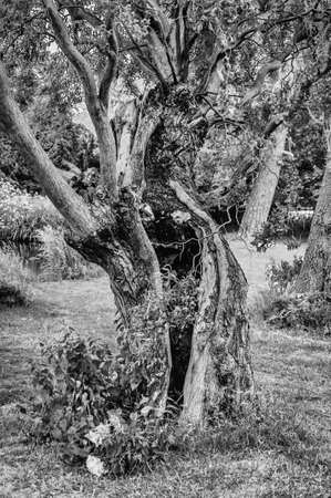 The Old Tree - An old tree suffering the age, Londonのeditorial素材