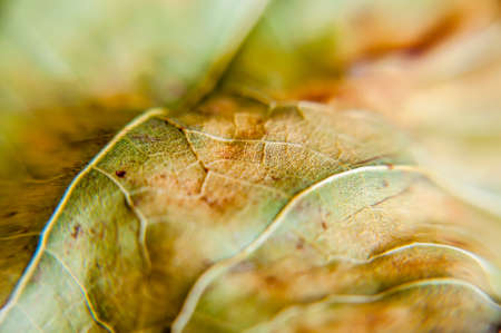 Leaves close up background. Dry in old leaves with a micro pattern on a light, decorative background