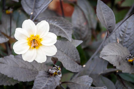 London, United Kingdom, July 19, 2017: Knot garden at Fulham Palaceの写真素材