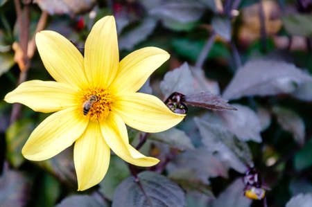 London, United Kingdom, July 19, 2017:Garden bumblebee on a yellow  flowerの写真素材