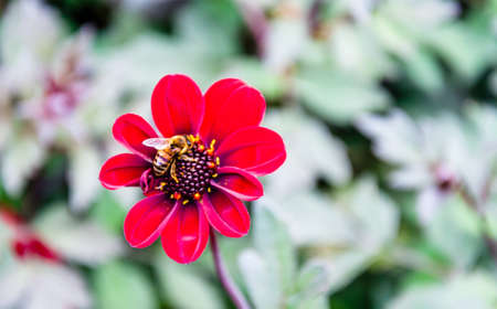 London, United Kingdom, July 19, 2017: Large garden bumblebee on a red flower isolated on white backgroundの写真素材