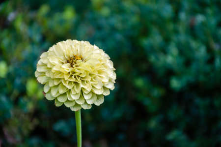 London, United Kingdom, July 19, 2017: Knot garden at Fulham Palaceの写真素材