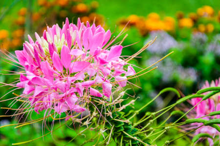 London, United Kingdom, July 19, 2017: Knot garden at Fulhamの写真素材