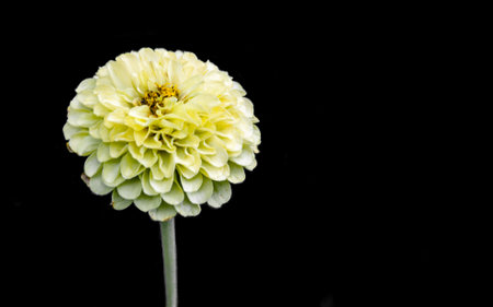 London, United Kingdom, July 19, 2017: Beautiful flowers isolated on black backgroundの写真素材