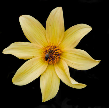 London, United Kingdom, July 19, 2017: Beautiful flowers isolated on black backgroundの写真素材