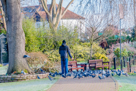 London, United Kingdom, 17 January 2023: Man feeding pigeons in the park in January in a&nbsp;cold frost day in Londonのeditorial素材