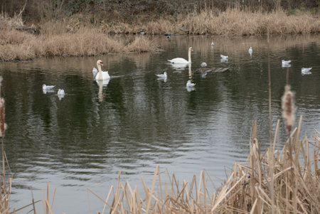 London, United Kingdom, 12 February 2023: Beautiful swans in the lake in Londonの写真素材