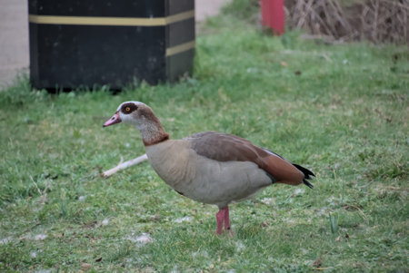 London, United Kingdom, 12 February 2023: Greylag goose in forest lane park in winter in Londonのeditorial素材