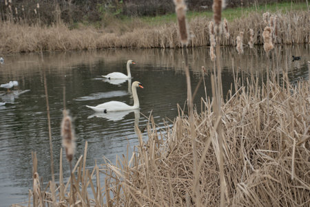 London, United Kingdom, 12 February 2023: Beautiful swans in the lake in Londonの写真素材