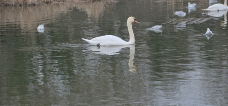 London, United Kingdom, 12 February 2023: Beautiful swans in the lake in Londonの写真素材