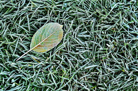 Fallen leaf on the grass with frost.の写真素材
