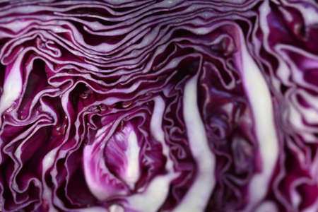 Detail of red cabbage.の写真素材