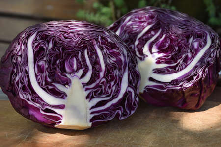 Purple cabbage. Detail of a cut in halfの写真素材