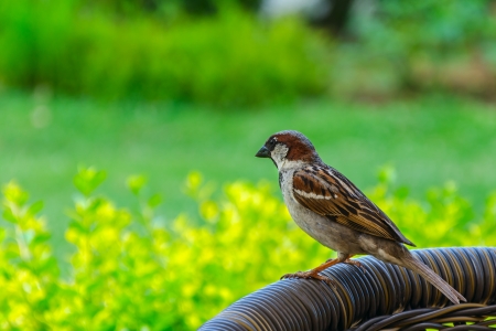 House Sparrow (Passer domesticus) in green gardenの写真素材