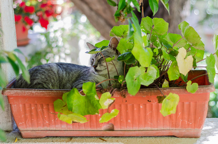 Gray cute cat sleeping in plant potの写真素材