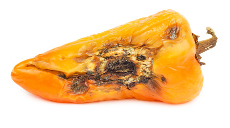 Rotten orange bell pepper isolated on white background.の写真素材