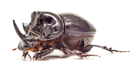 Black Rhinoceros Beetle isolated on white background. Close up. Selective focus.