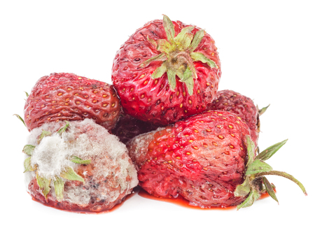 Rotten strawberry isolated on white background. Moldy fruitsの写真素材